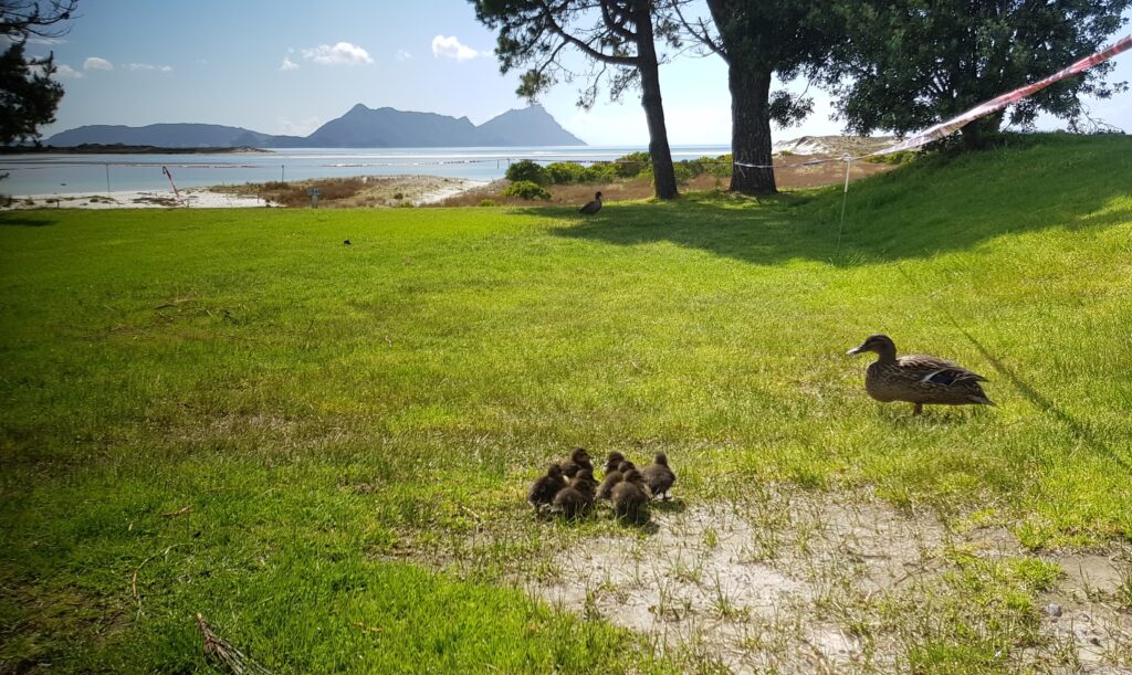 Mother duck and babies