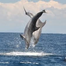 dolphin