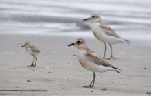 dotterel